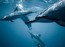 kaiyun：云端生活的新纪元